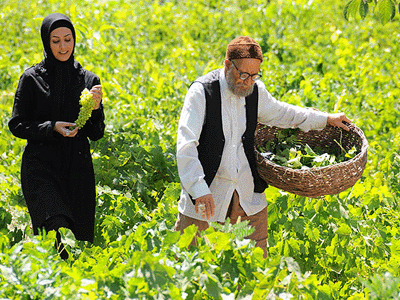 "سیب و سلما"به فجر می آید 