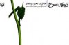 خاطرات اولین زن اتمی ایران در آمریکا در زیتون سرخ